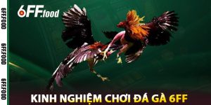 Kinh Nghiệm Chơi Đá Gà 6FF